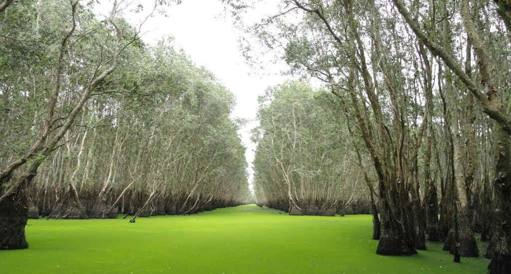 Cừ tràm thiên bảo