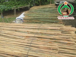 Cung cấp tầm vông 4M