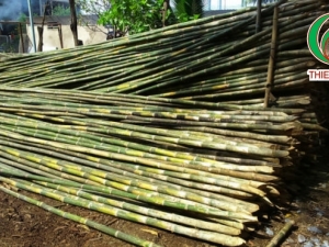 Cung cấp tầm vông 3.5 M