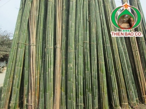 Cung cấp tầm vông 6M