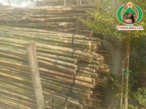 Cung cấp tầm vông 5M