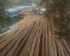 Phân phối cừ bạch đàn